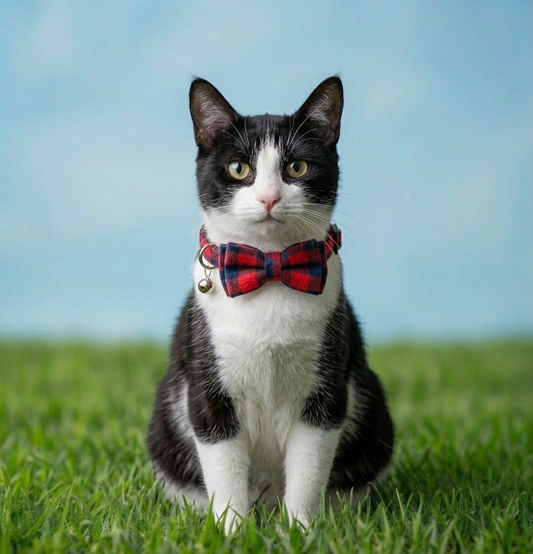 Crimson Navy Cat Collar