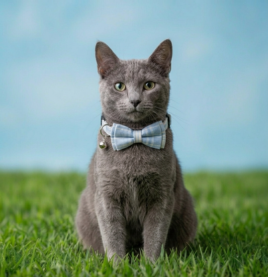 Sky Blue Cat Collar